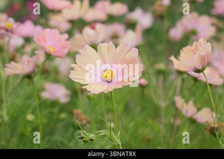 COSMOS bipinnatus Apricotta. COSMOS Apricotta che mostra i caratteristici fiori di pesca rosa in un giardino domestico a giugno. REGNO UNITO Foto Stock