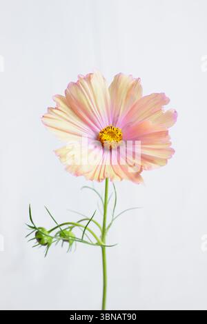 COSMOS bipinnatus Apricotta Flower isolato per ritaglio su sfondo bianco. REGNO UNITO Foto Stock