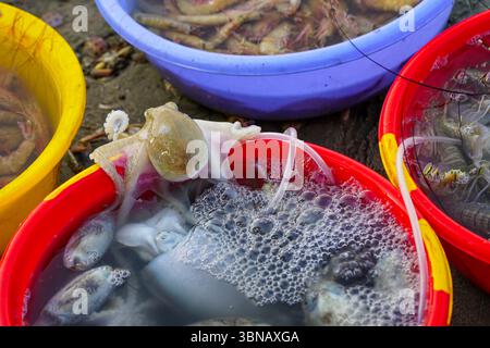 Pesce fresco come polpo, gamberi e seppie bolla nei colorati bidoni del vivace mercato mattutino di Mui ne Foto Stock