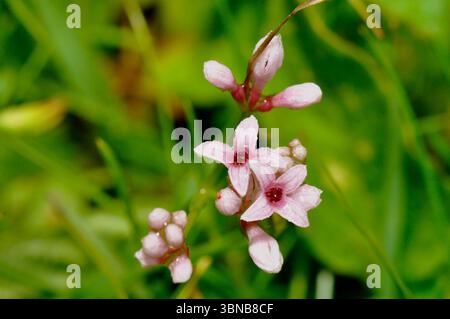 Squinancywort (Asperula cynanchica) fiorisce su Cley Hill, una collina erbosa vicino a Warminster nel Wiltshire Foto Stock