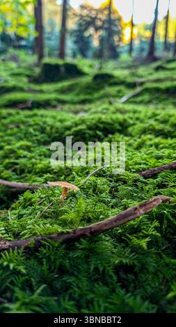 Terreno boschivo coperto da muschio e ramoscelli verdi lussureggianti, con un piccolo fungo che emerge, catturato al tramonto. Foto Stock