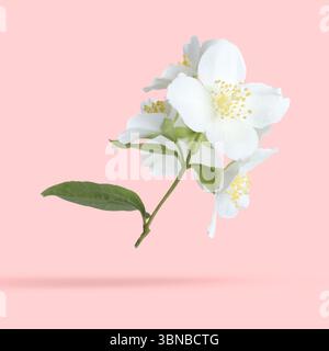 Bellissimi fiori di gelsomino che cadono su sfondo rosa pastello Foto Stock