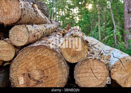 Vista ravvicinata dettagliata dei tronchi di alberi appena tagliati impilati in una foresta. Foto Stock