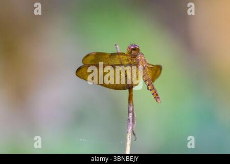 Neurothemis fulvia, il fulvous skimmer della foresta, o Russet Percher, una specie di libellula, cliccato a Dosdewa, Karimganj, Assam, India Foto Stock