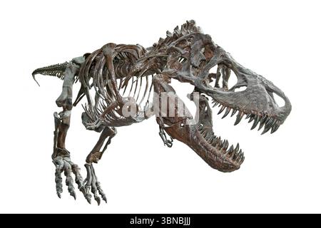 Scheletro di Tyrannosaurus Rex, Maryland Science Center, Baltimora, Maryland, USA Foto Stock