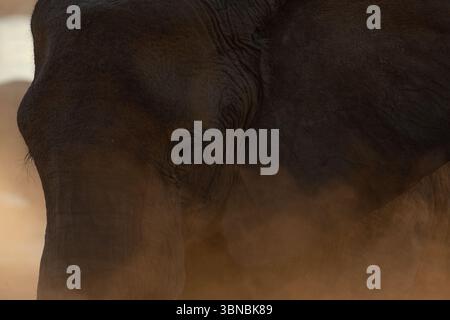 Un grande toro elefante del deserto bagna la polvere fine al tramonto, Okakuejo, il Parco Nazionale di Etosha, Namibia. Foto Stock