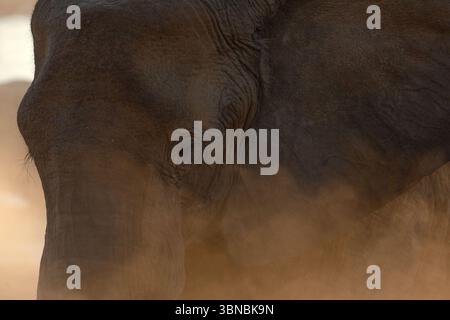 Un grande toro elefante del deserto bagna la polvere fine al tramonto, Okakuejo, il Parco Nazionale di Etosha, Namibia. Foto Stock