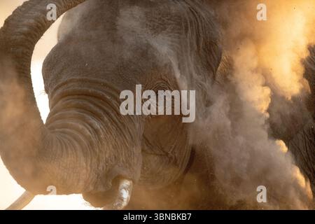 Un grande toro elefante del deserto bagna la polvere fine al tramonto, Okakuejo, il Parco Nazionale di Etosha, Namibia. Foto Stock