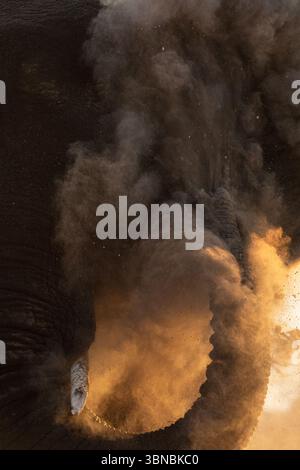 Un grande toro elefante del deserto bagna la polvere fine al tramonto, Okakuejo, il Parco Nazionale di Etosha, Namibia. Foto Stock