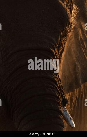 Un grande toro elefante del deserto bagna la polvere fine al tramonto, Okakuejo, il Parco Nazionale di Etosha, Namibia. Foto Stock