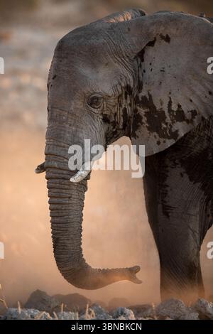 Un grande toro elefante del deserto bagna la polvere fine al tramonto, Okakuejo, il Parco Nazionale di Etosha, Namibia. Foto Stock