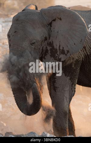 Un grande toro elefante del deserto bagna la polvere fine al tramonto, Okakuejo, il Parco Nazionale di Etosha, Namibia. Foto Stock