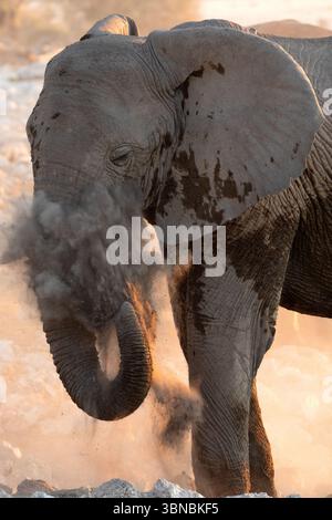 Un grande toro elefante del deserto bagna la polvere fine al tramonto, Okakuejo, il Parco Nazionale di Etosha, Namibia. Foto Stock