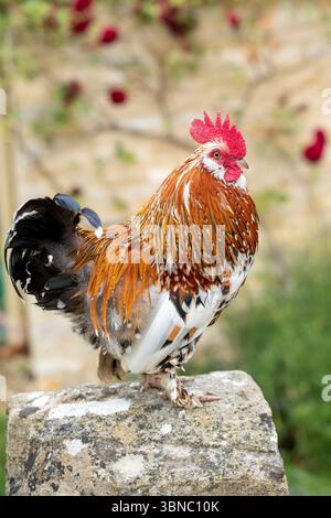Bantam cockerel - Gallo Gallus gallus domesticus - un piccolo pollo maschio, in piedi su una vecchia pietra nel Cotswolds, Oxfordshire, Regno Unito Foto Stock