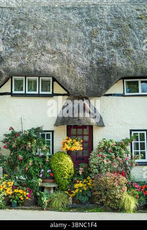 Cottage con tetto di paglia con fucsia arrampicata, cesto appeso, arbusti colorati in fiore e ornamento di fagiani sul portico, in Inghilterra Foto Stock