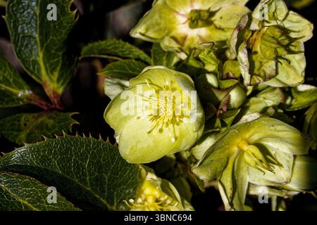 Helleborus argutifolius, l'ellebore holly-Leaved, o ellebore corsa, o H. corsicus, H. lividus subsp. il corsicus è una specie di pianta fiorita. Foto Stock