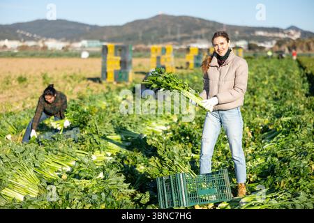 Donna che raccoglie sedano su campo vegetale Foto Stock