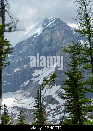 Vista ravvicinata di aspre vette innevate parzialmente oscurate da alti alberi sempreverdi nel Peter Lougheed Provincial Park, Alberta, Canada. Foto Stock