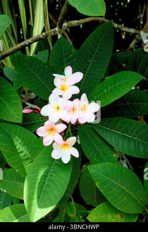 Plumeria rubra, o Malia in lingua hawaiana; arbusto decorativo fiorito o piccolo albero con fiori bianchi, rosa, gialli utilizzati nel leis; Kauai, Hawaii. Foto Stock