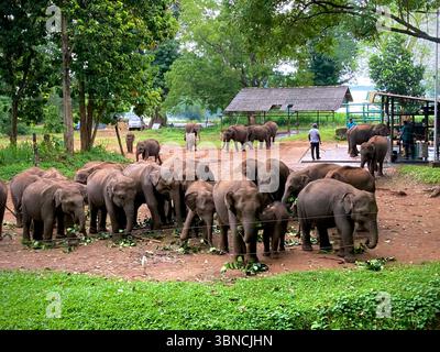 Una mandria di elefanti che pascolano pacificamente in un santuario, circondato da vegetazione lussureggiante e custodi che garantiscono il loro benessere Foto Stock
