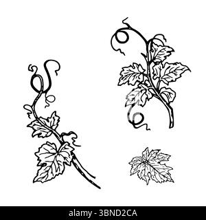 Ramoscelli verdi e foglie di zucca, set di silhouette, sketch in bianco e nero. Illustrazione vettoriale. Rami primaverili di uve giovani, isolati su ba bianca Illustrazione Vettoriale