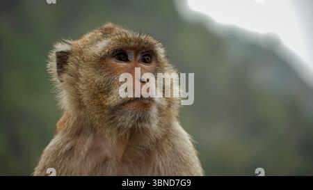 Ritratto ravvicinato di una scimmia macaca con occhi espressivi nella natura selvaggia, il Vietnam Foto Stock
