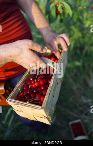 Ciliegie appena raccolte in un cestello rustico di legno su erba secca. Concetto di raccolto biologico naturale. Foto Stock