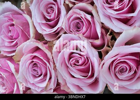 Delicate rose rosa in piena fioritura, un bouquet denso con un tocco romantico. Ideale per temi come l'amore, i matrimoni, la natura e la decorazione estetica. Foto Stock