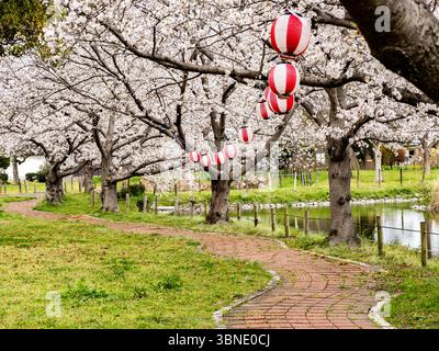 Una fila di ciliegi in piena fioritura lungo un sentiero durante la stagione degli hanami in un parco nella campagna a sud di Fukuoka, in Giappone. Foto Stock