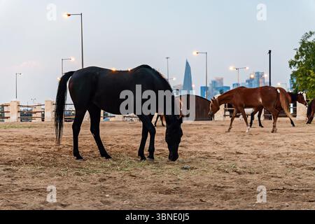 Scuderie nel centro di Doha in Qatar, cavalli reali arabi nel paddock in serata. Foto Stock