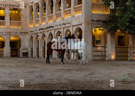 Scuderie nel centro di Doha in Qatar, cavalli reali arabi nel paddock in serata. Foto Stock