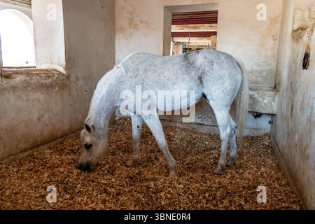 Primo piano della testa di cavallo nel paddock. cavalli al ranch. Una fattoria per allevare costosi cavalli arabi a Doha, Qatar. Foto Stock
