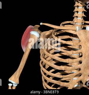 Questa illustrazione 3d mostra la vista frontale della testa posteriore dei muscoli deltoidi Foto Stock
