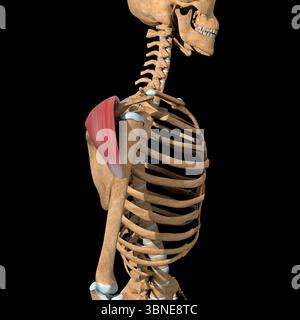 Questa illustrazione 3d mostra la vista laterale della testa posteriore dei muscoli deltoidi Foto Stock