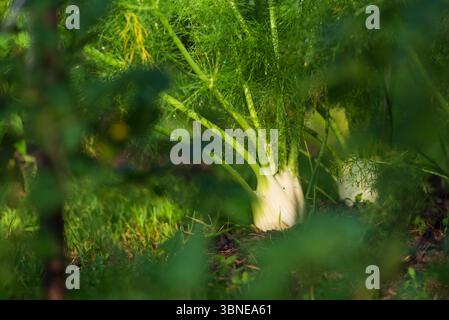 Finocchio organico che cresce nei bulbi da giardino di casa che emergono da un terreno ricco e verde piuma che risplende di rugiada in un ambiente naturale vibrante che evoca freschezza Foto Stock