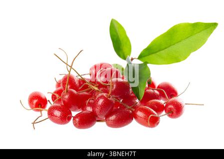 Elaeagnus multiflora isolato su sfondo bianco. Cherry elaeagnus o ciliegia silverberry con foglie verdi. Goumi o gumi Foto Stock