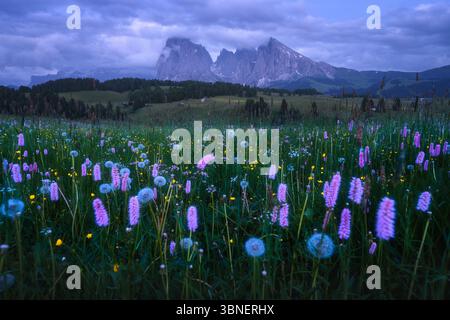Fiori selvatici colorati e leoni che crescono nei prati alpini Foto Stock