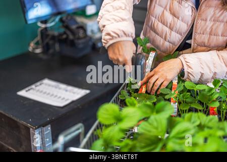 Donna che esegue la scansione di piantine di fragole al banco del check-out nel centro giardino durante l'acquisto della pianta. Svezia. Foto Stock