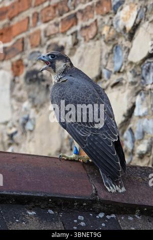 Peregrine Falcon (Falco peregrinus) giovane femmina Cattedrale di Norwich giugno 2025 Foto Stock