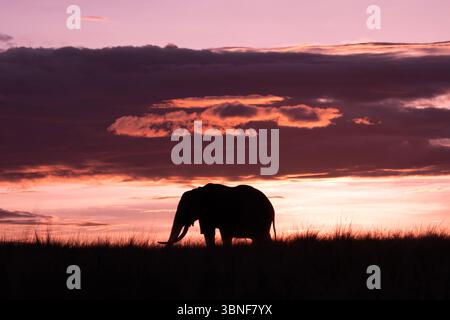 Elefante all'alba nella savana africana Foto Stock