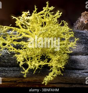 Lichen di lupo (Letharia vulpina) dal Parco Nazionale della Gutulia, Norvegia orientale. Foto Stock