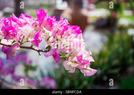 Dubai, Emirati Arabi Uniti - 13 marzo 2025: I fiori di bouganville fioriscono con vividi petali rosa e bianchi, circondati da una vivace garde verde Foto Stock