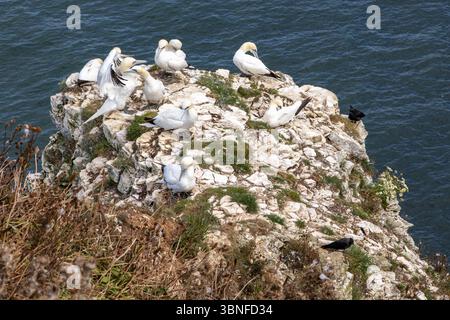 I Gannets settentrionali nidificano e riposano su una scogliera di gesso sopra il mare in una colonia di uccelli marini sulla costa dello Yorkshire. Habitat costiero degli uccelli marini. Foto Stock