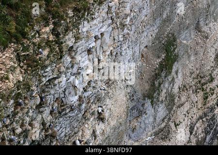 Gli uccelli marini, tra cui i Northern Gannets, nidificano in fitte colonie sulle scogliere di Bempton, un sito chiave britannico per la conservazione degli uccelli marini. Flamborough Head. Foto Stock