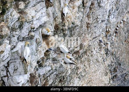 I Gannets settentrionali formano una densa colonia sulla scogliera sulla costa dello Yorkshire, un esempio impressionante di uccelli marini che si adattano ai rigidi habitat marini. Foto Stock