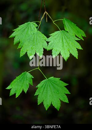 Gocce di pioggia sulle foglie di un albero di acero della vite. Umpqua National Forest, Oregon. Foto Stock