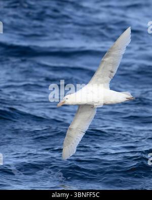 White Morph Southen Giant Petrel, seguendo una nave in Antartide. Foto Stock