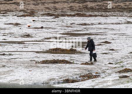 Uomo in felpa con cappuccio grigia che cammina attraverso Batson Creek con la bassa marea, con un secchio in mano che arriva in spiaggia, che fa il bagno, nelle distese di fango esposte Foto Stock