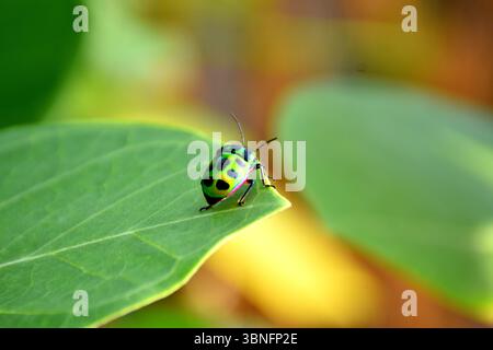 Un gioiello verde brillante (Scutelleridae) che poggia su una foglia, mostrando i suoi colori iridescenti e i motivi intricati in una foto macro naturale. Foto Stock