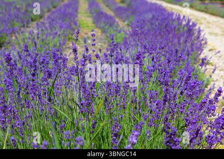 Campo di lavanda. Fioritura di cespugli di lavanda. Giorno di sole d'estate. Foto Stock